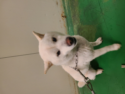동부유기동물보호협회_426333202400059