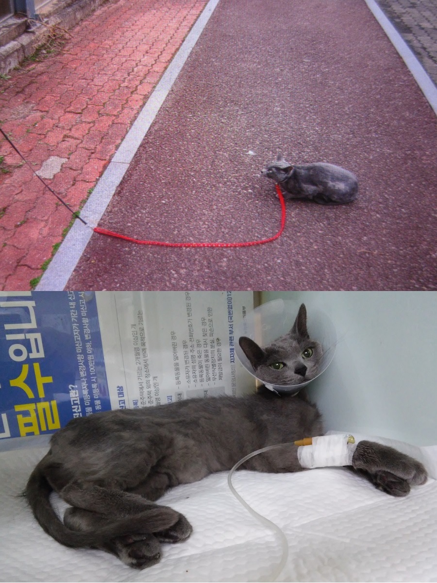 산타클라라동물병원_431369202400057