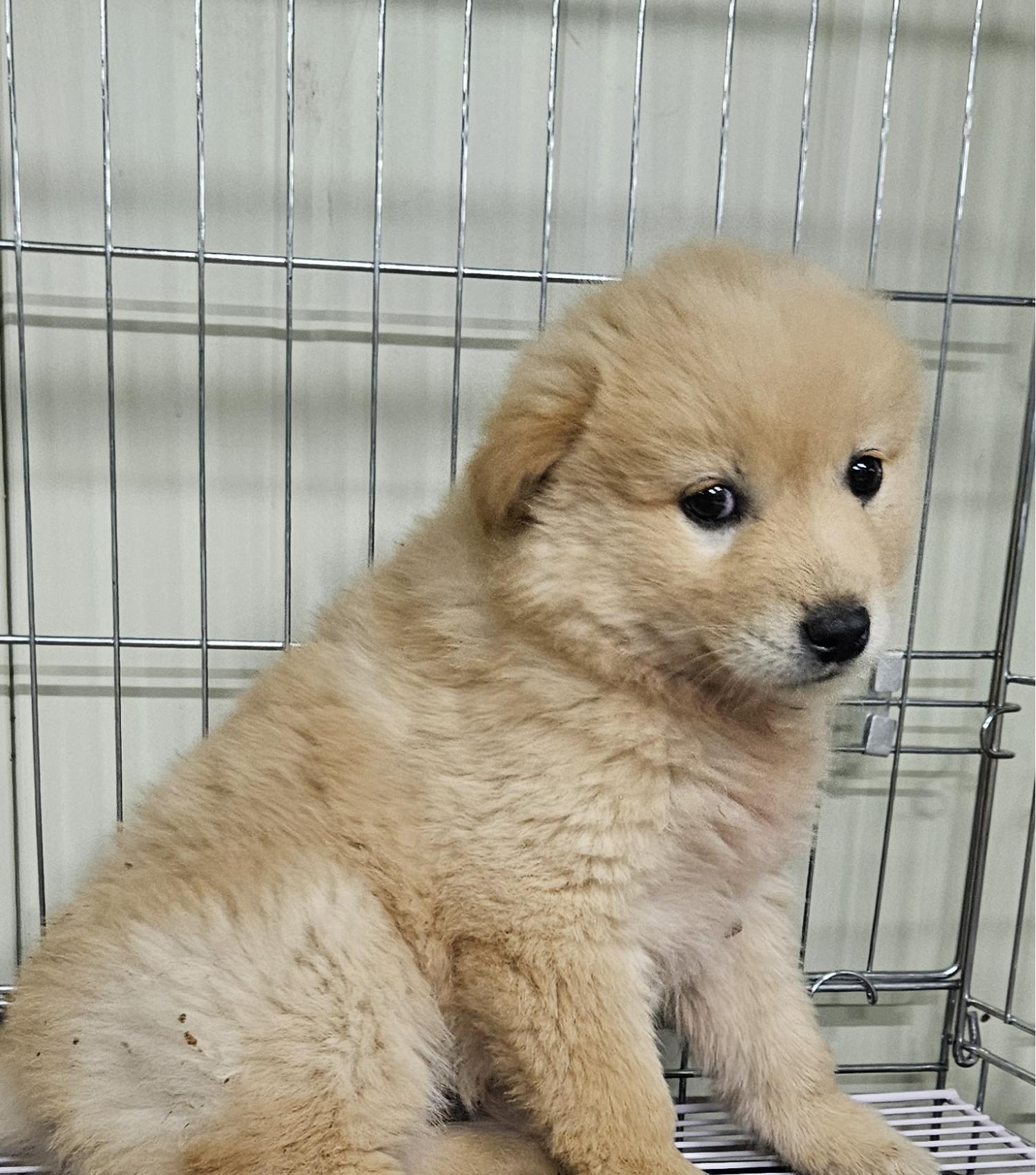 대구유기동물보호센터_427342202400126