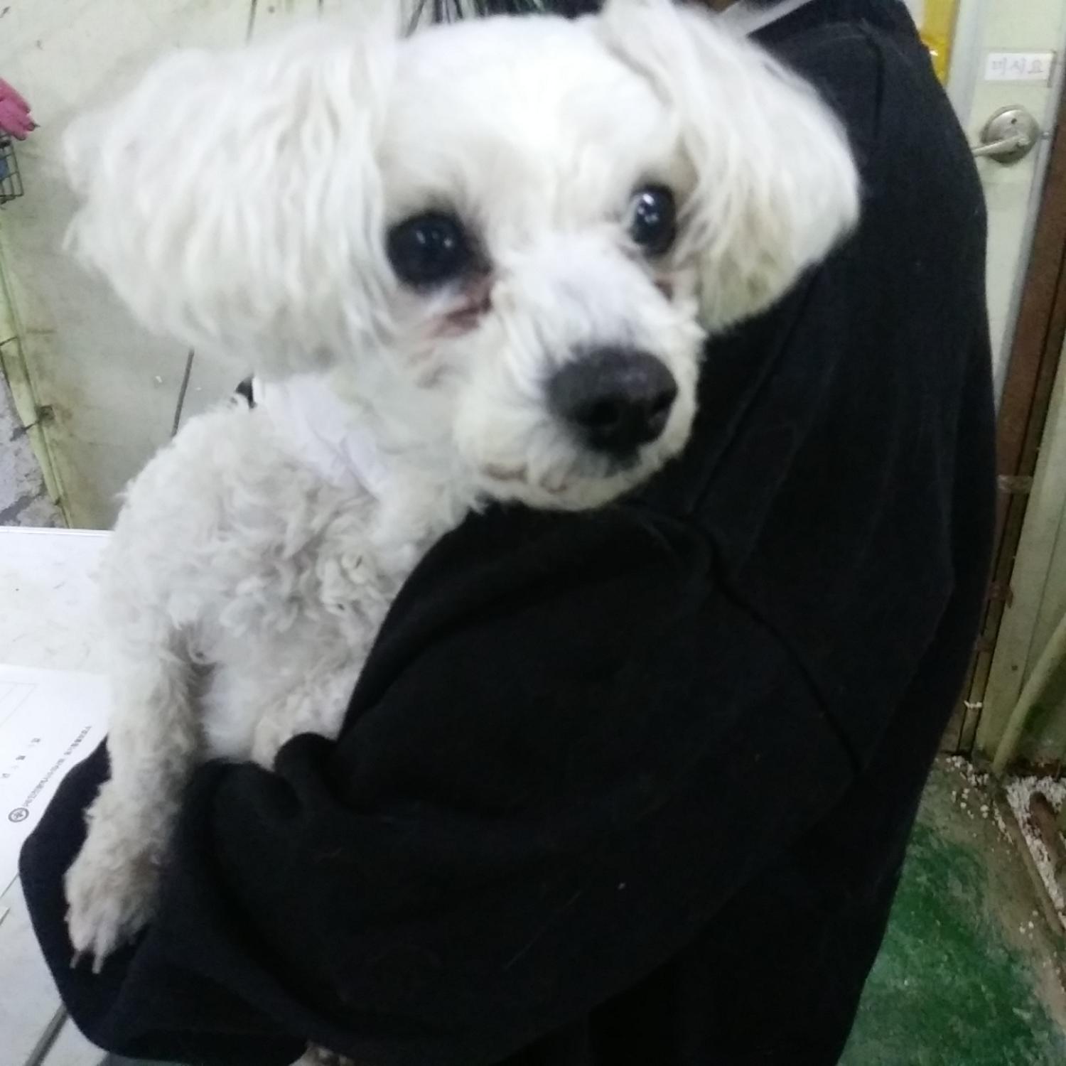 인천광역시수의사회_428353202400071