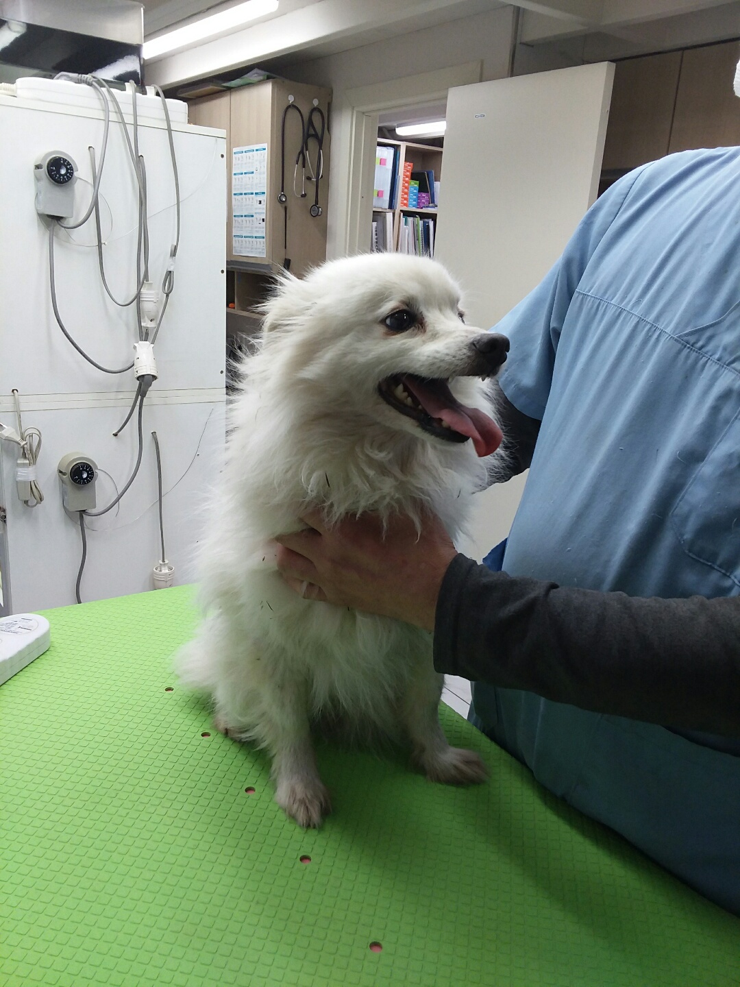 신공항동물병원_428349202400107