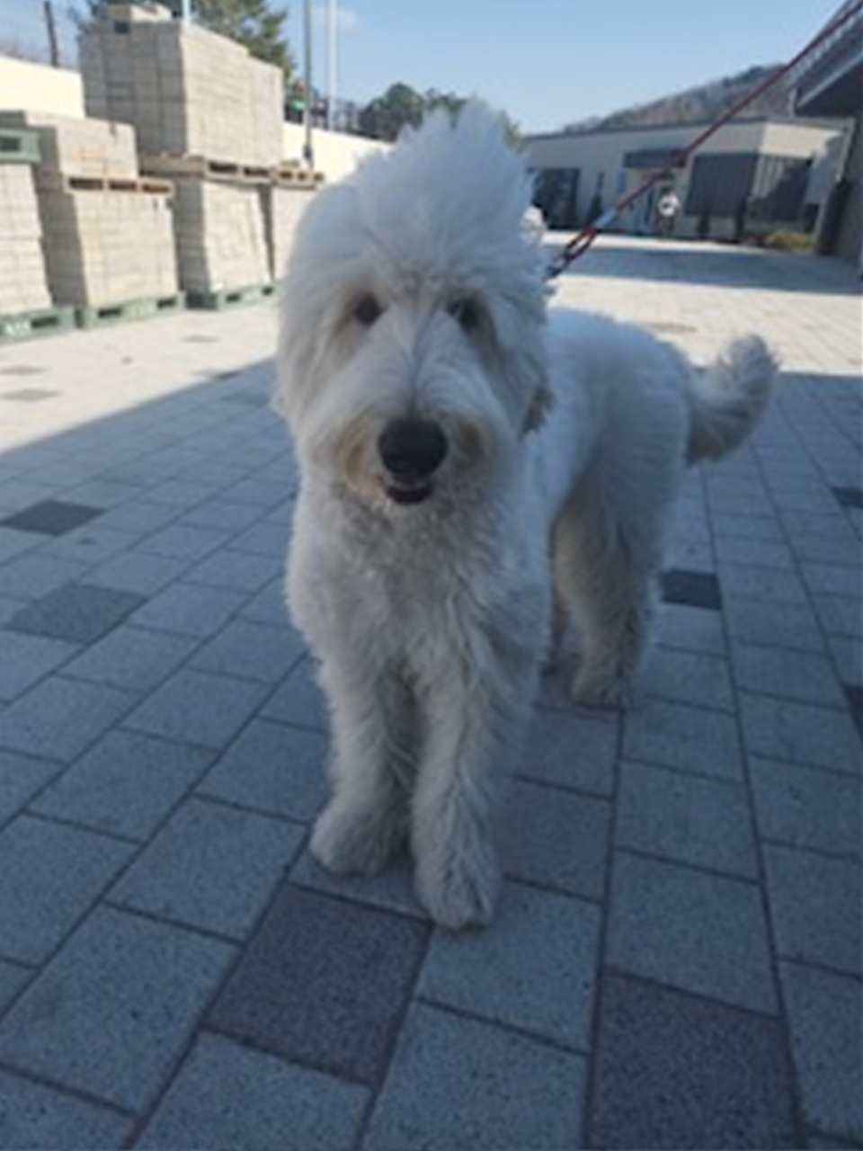 시흥동물누리보호센터_441401202400147