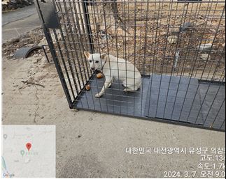 보호중 믹스견의 가…