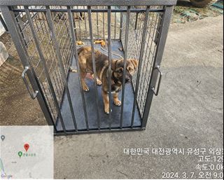 대전동물보호센터_430367202400115