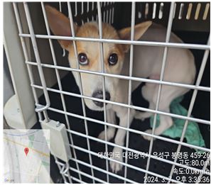 대전동물보호센터_430367202400117
