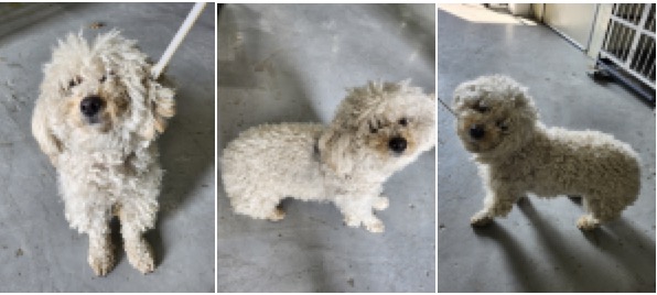 부산동물보호센터_426328202400012