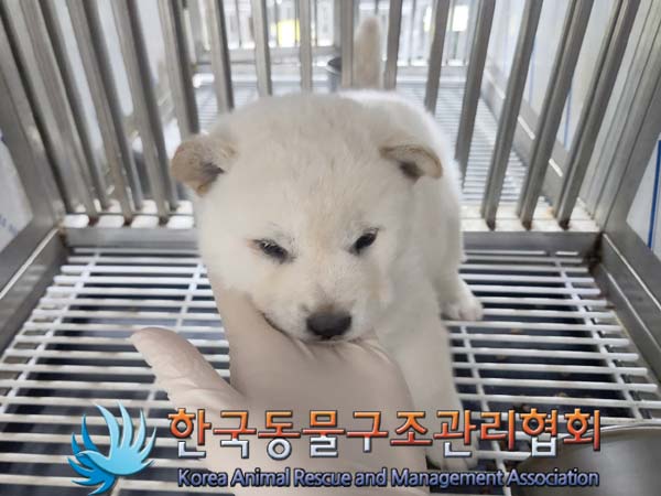 보호중 믹스견의 가…