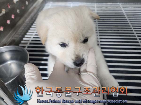 보호중 믹스견의 가…