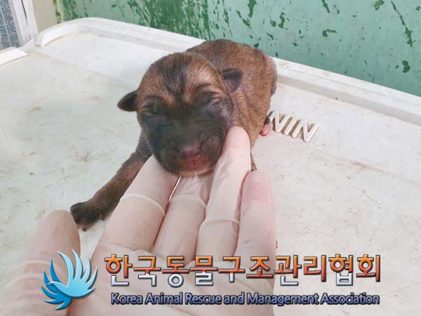 보호중 믹스견의 가…