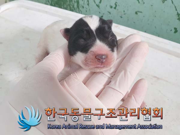 한국동물구조관리협회_441409202400293