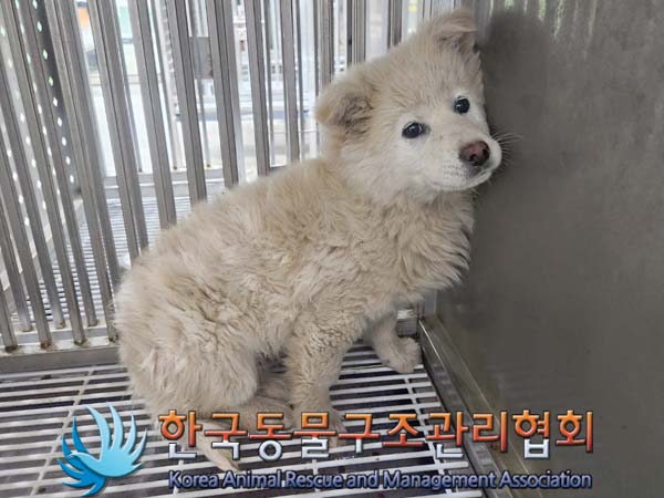한국동물구조관리협회_441406202400321