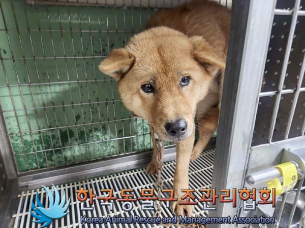 보호중 믹스견의 가…