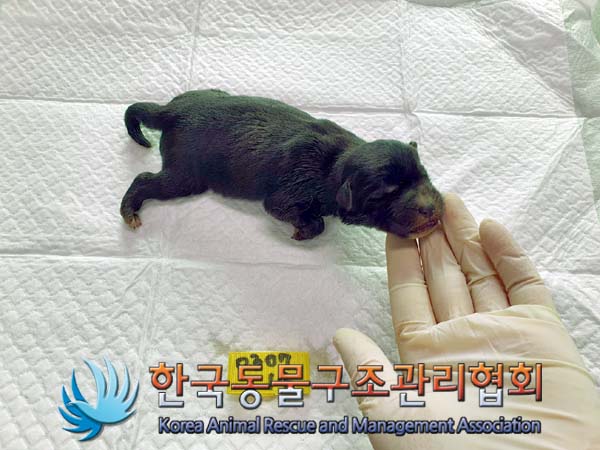 보호중 믹스견의 가…