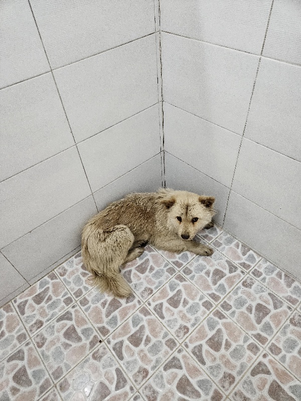 제니스동물병원_427346202400080