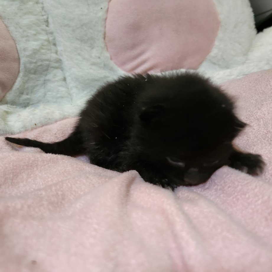 보호중 한국 고양이…