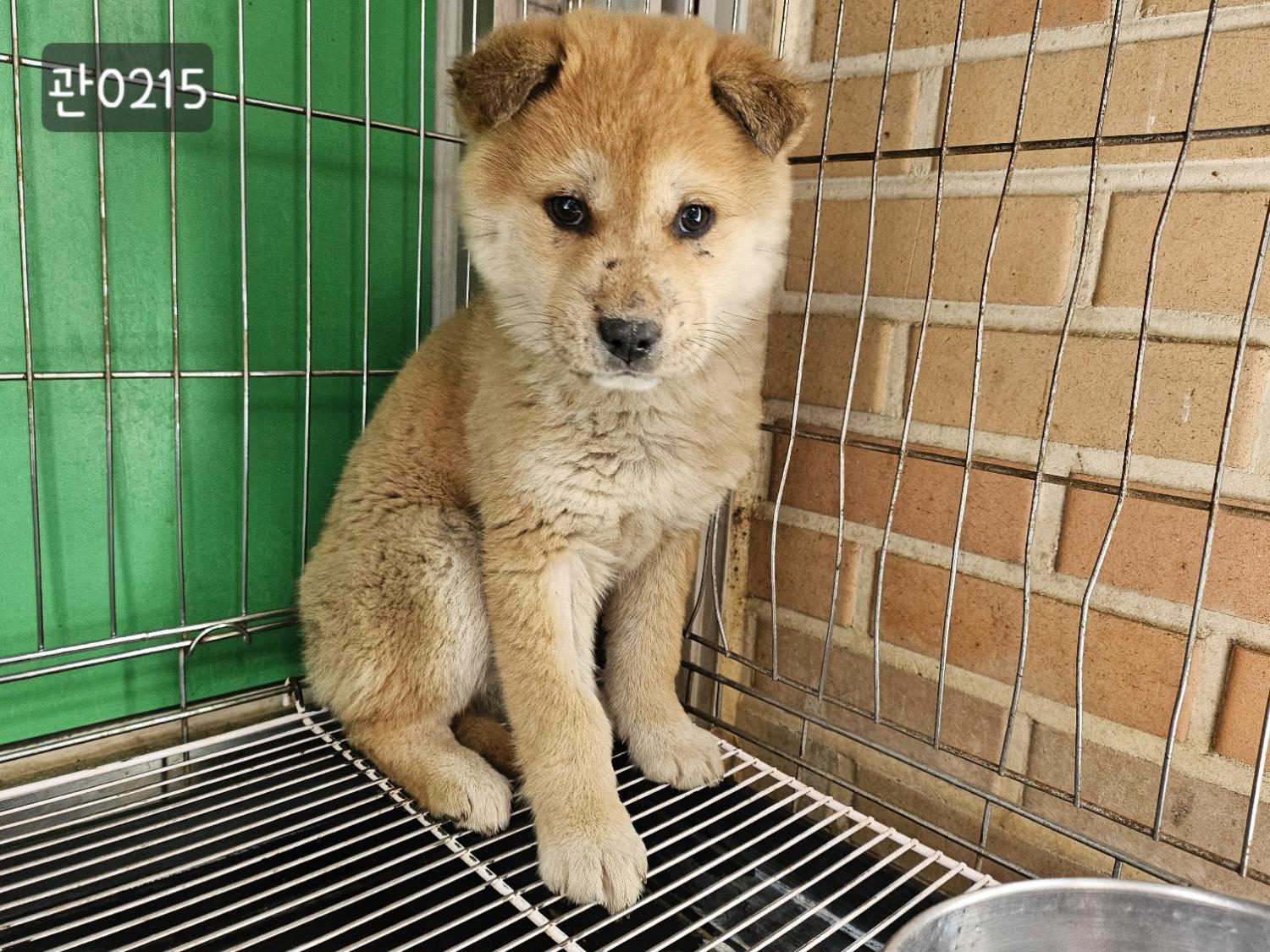 고양시동물보호센터_441394202400215