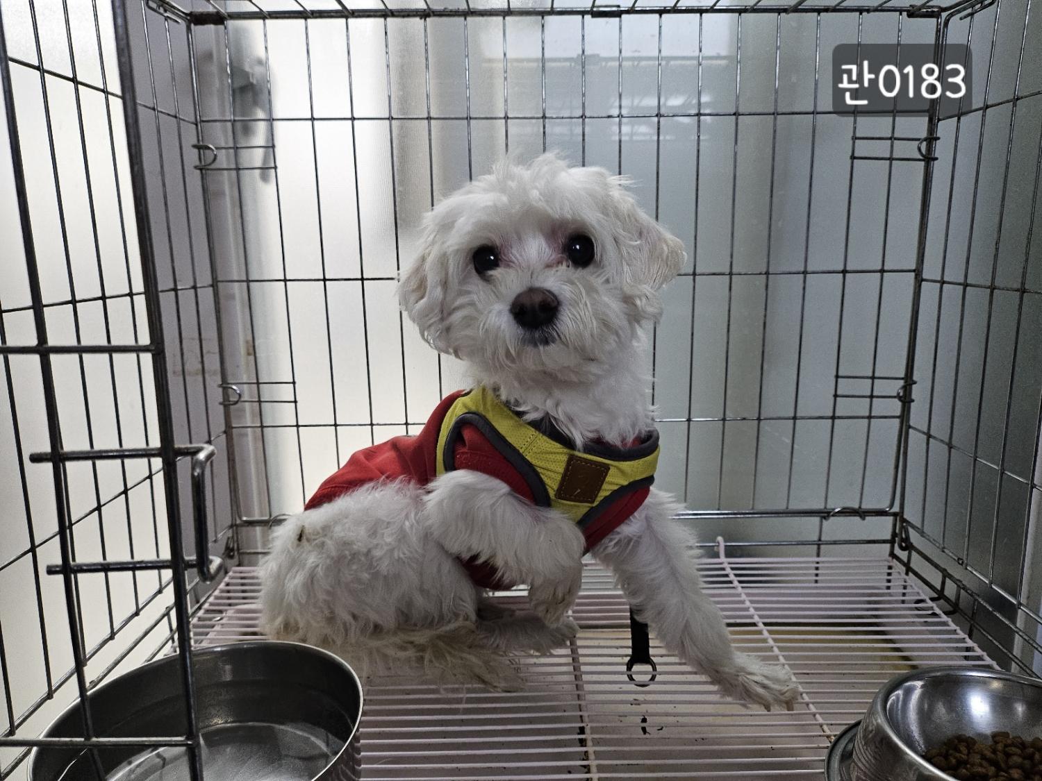고양시동물보호센터_441394202400183