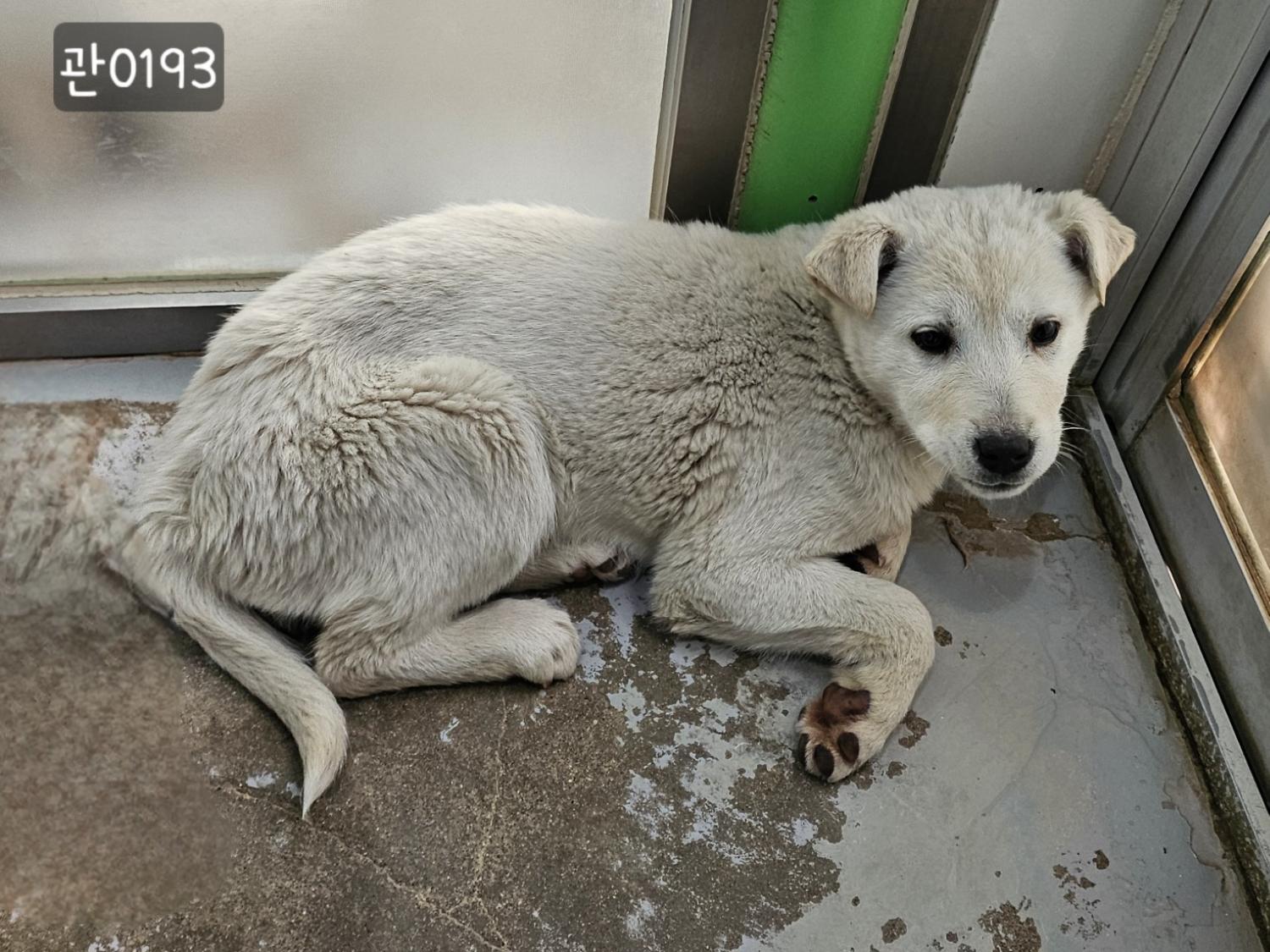 고양시동물보호센터_441394202400193