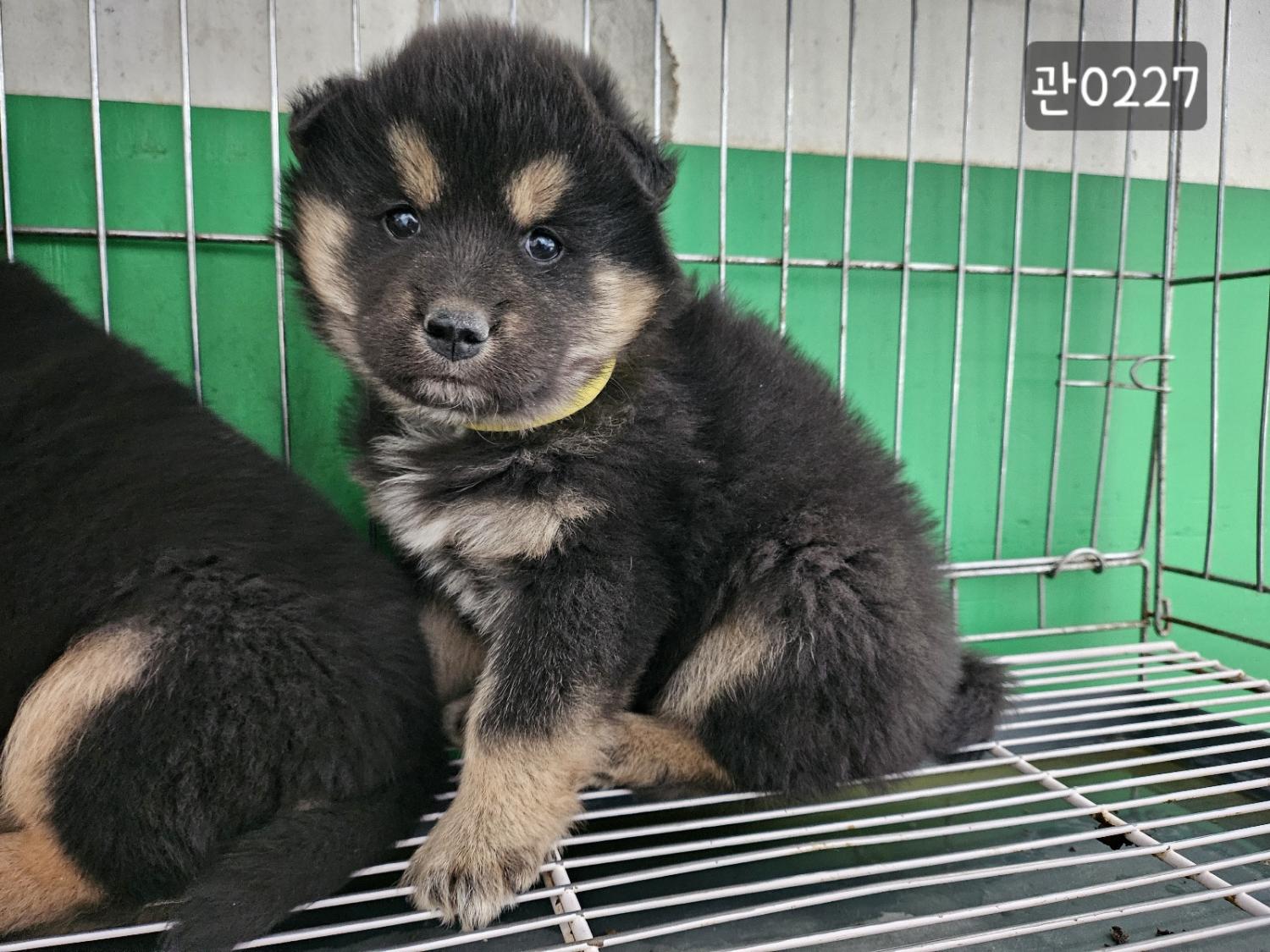 고양시동물보호센터_441394202400227