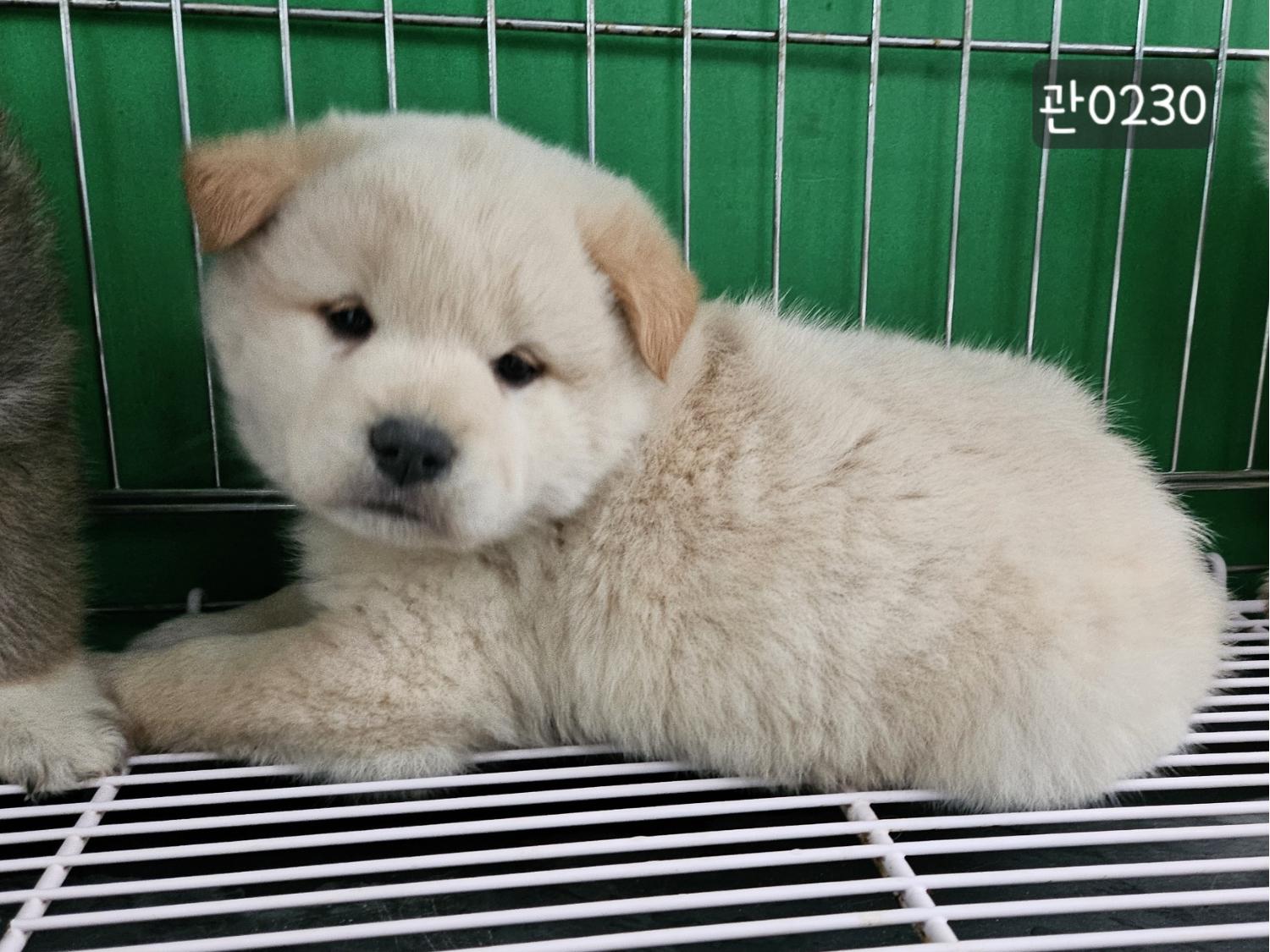 고양시동물보호센터_441394202400230