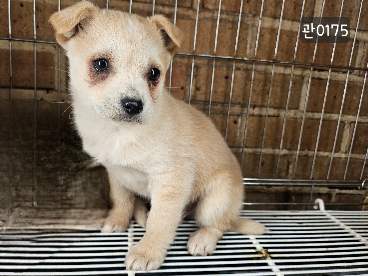 고양시동물보호센터_441394202400175
