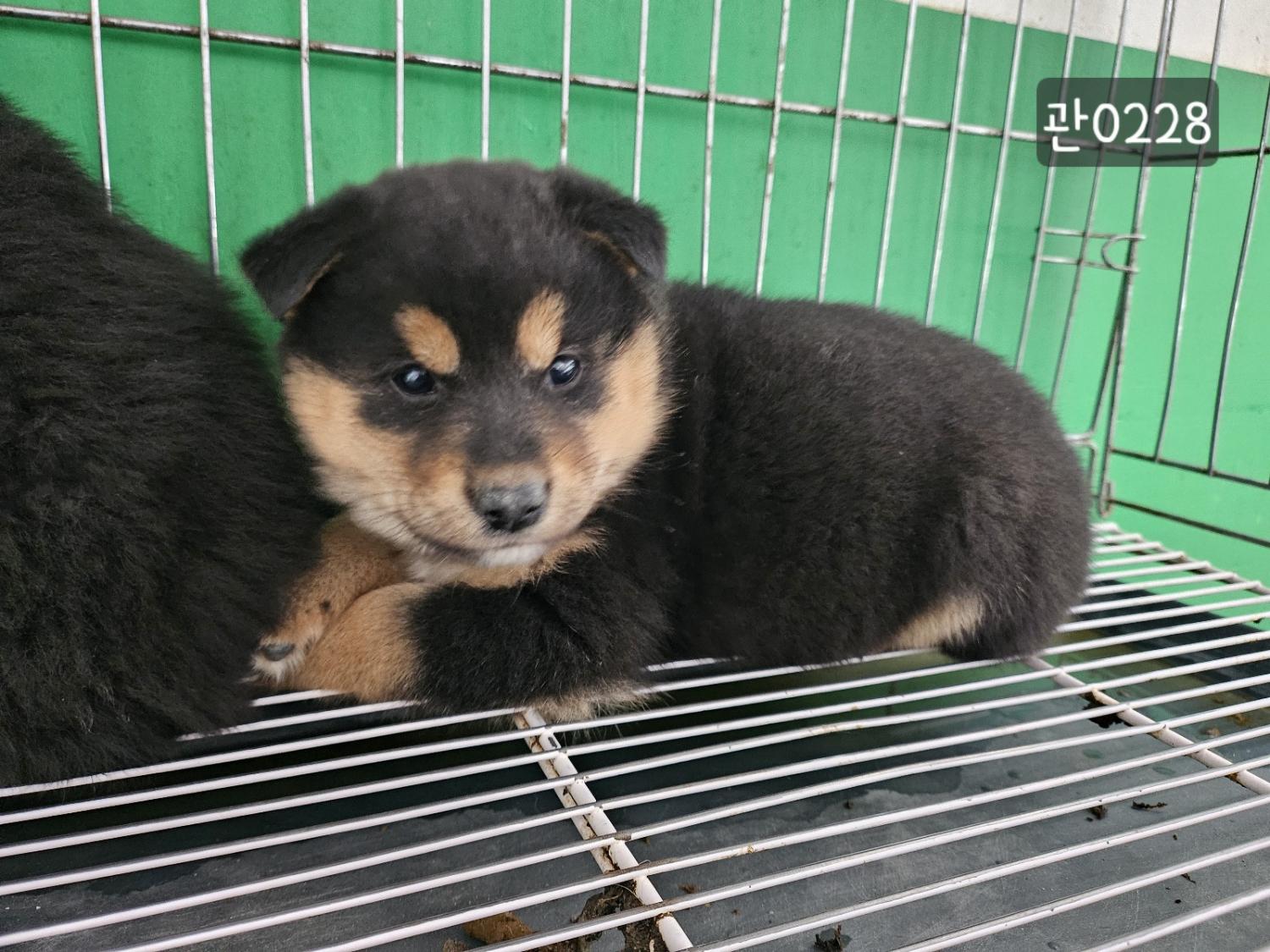 고양시동물보호센터_441394202400228