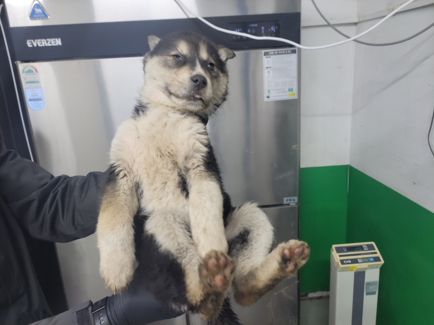 고양시동물보호센터_441394202400282