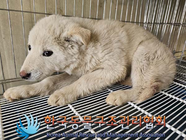 한국동물구조관리협회_441559202400131