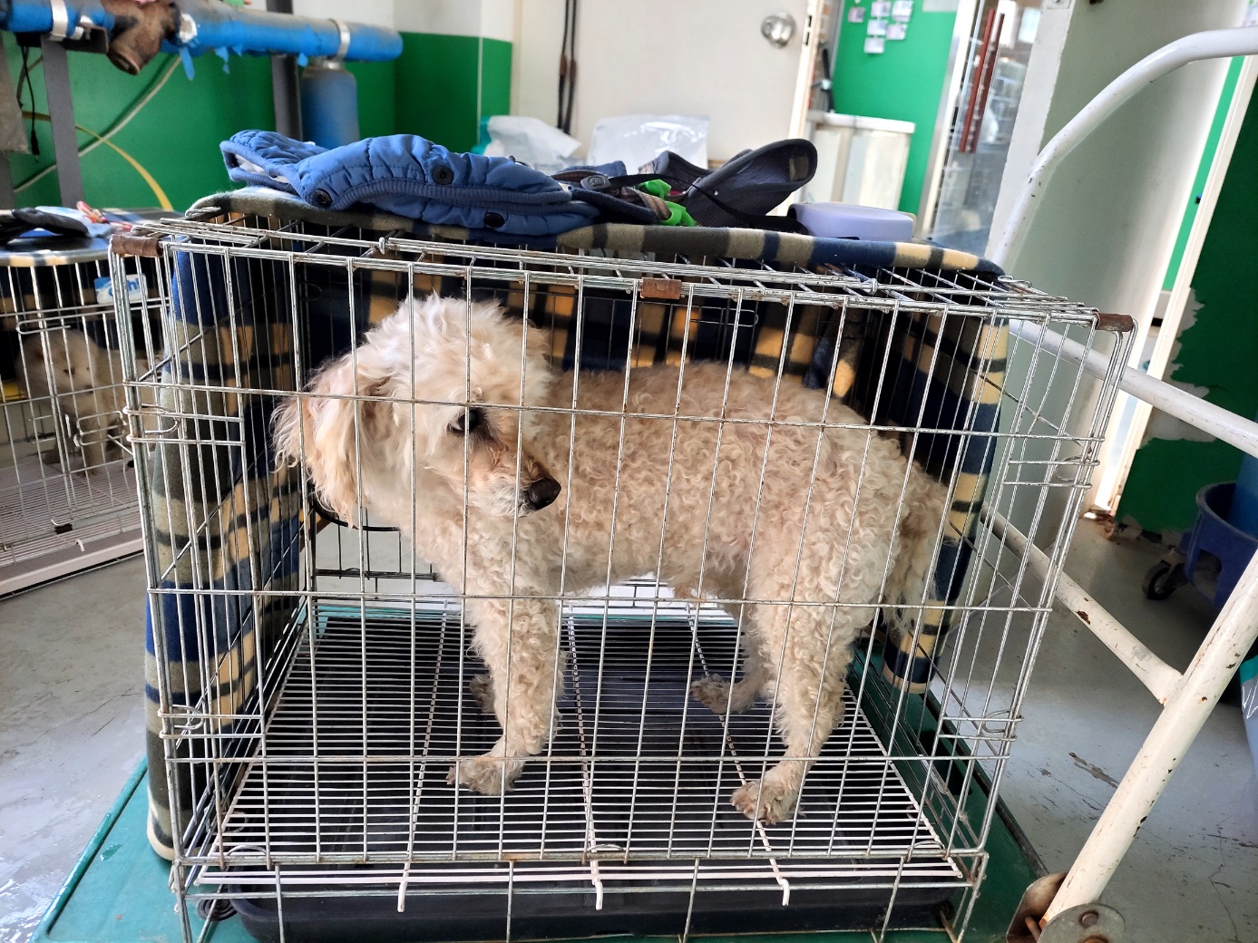 고양시동물보호센터_441394202400286