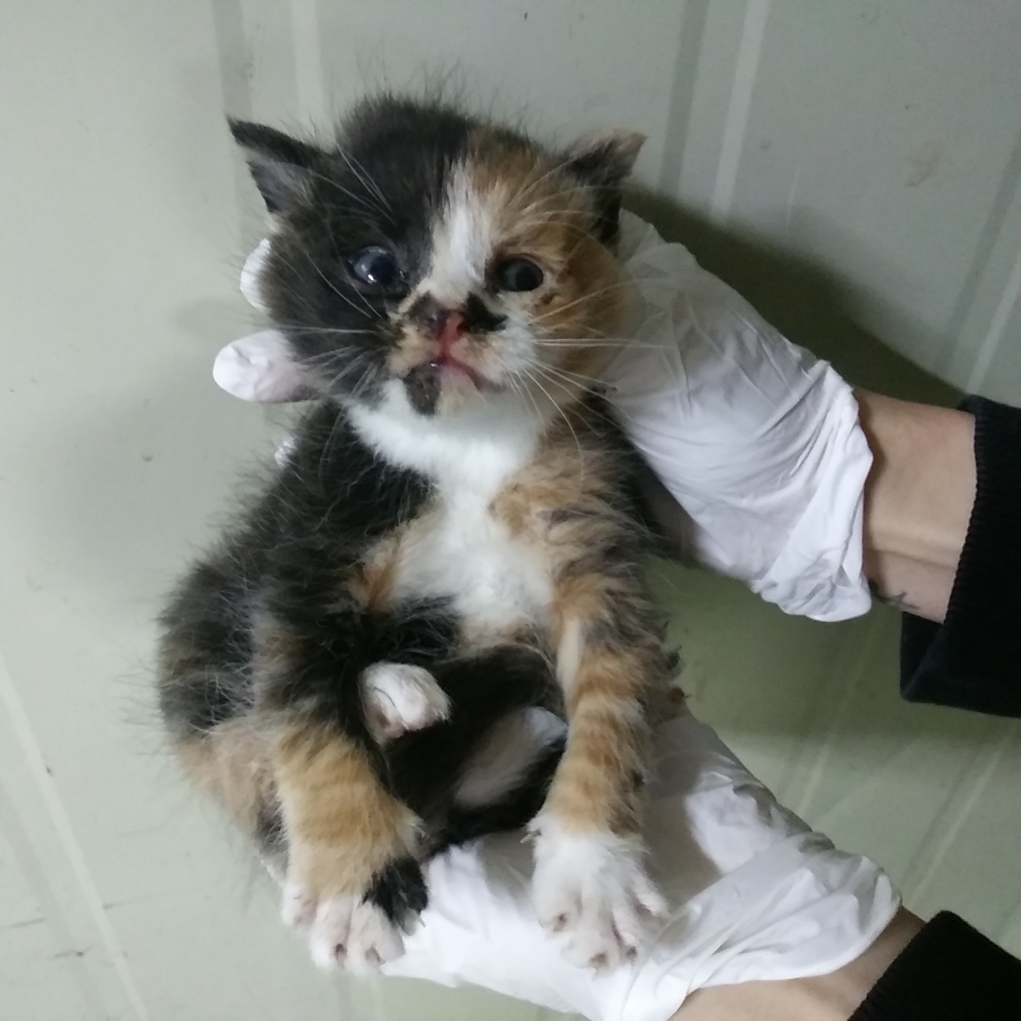 보호중 한국 고양이…