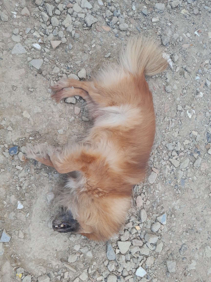인천광역시수의사회_428351202400070
