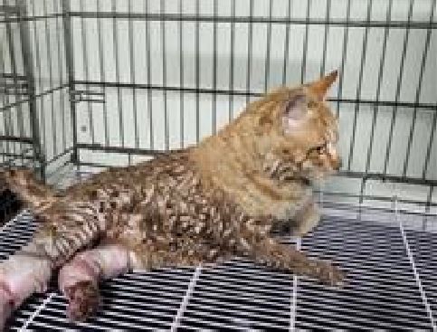 보호중 한국 고양이…