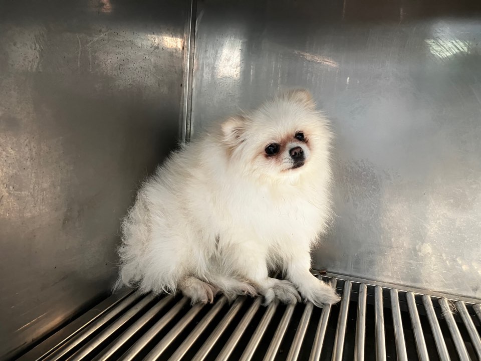 광주 동물보호소_429360202400041