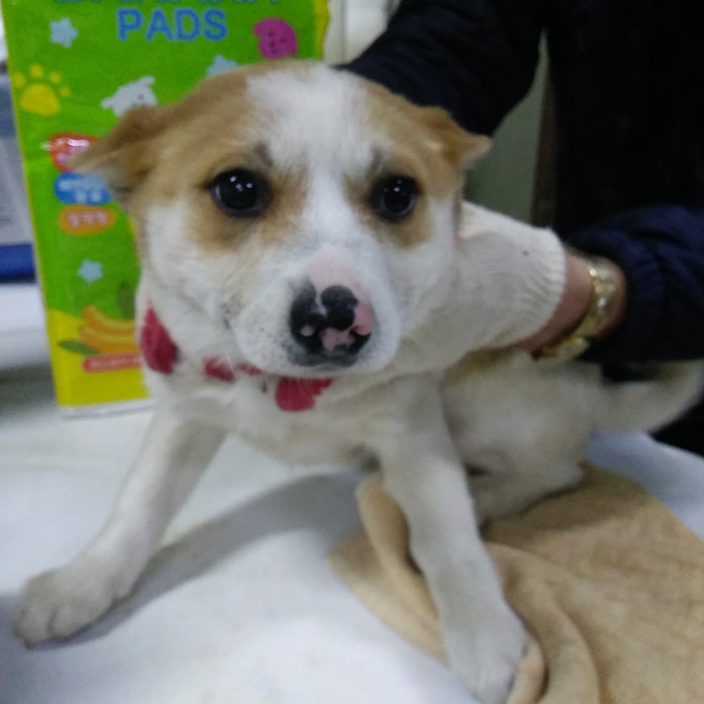 인천수의사회유기동물_428358202400044