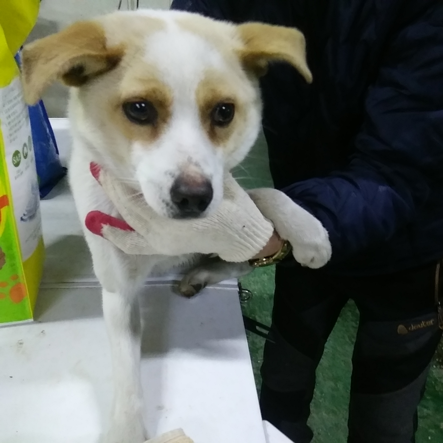 보호중 믹스견의 가…