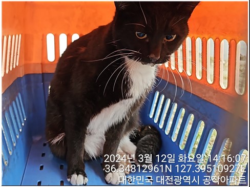 대전동물보호센터_430366202400062