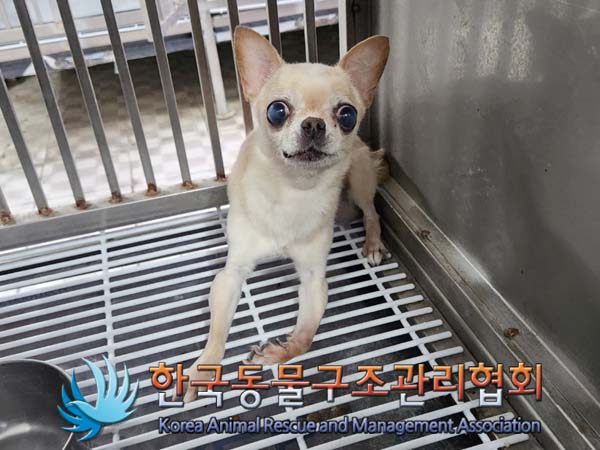 종료(반환) 치와와…