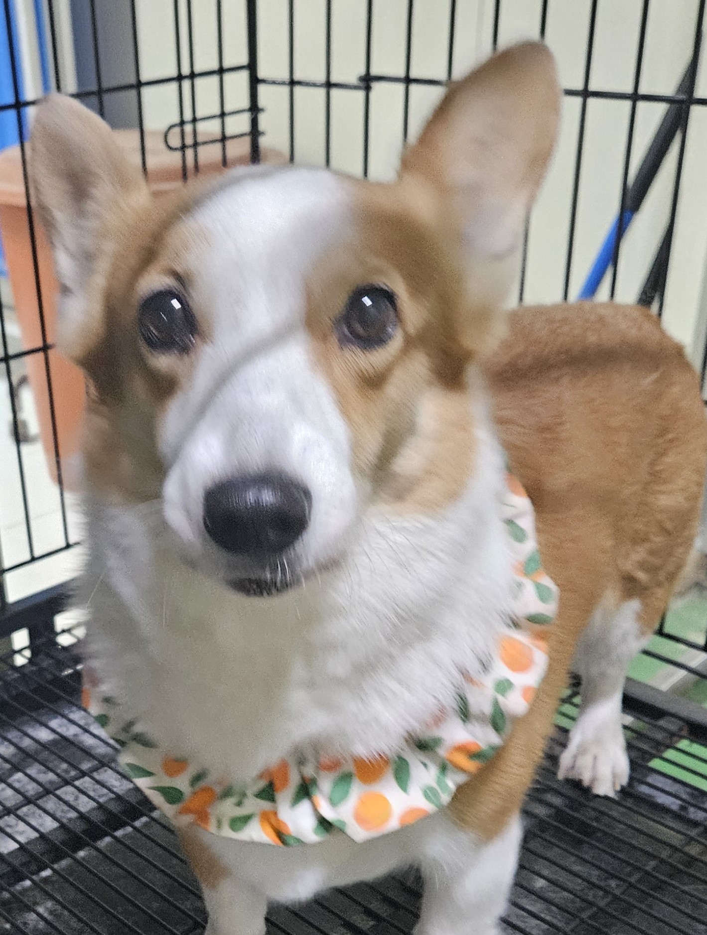 대구유기동물보호센터_427342202400130