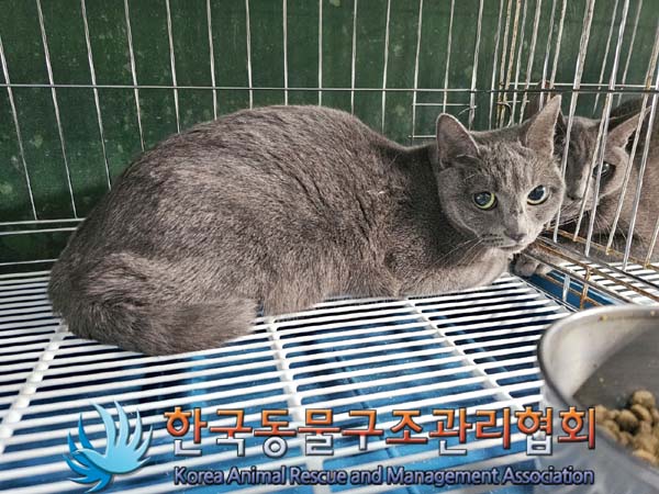 한국동물구조관리협회_411312202400145