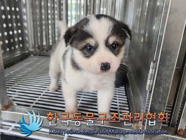보호중 믹스견의 가…