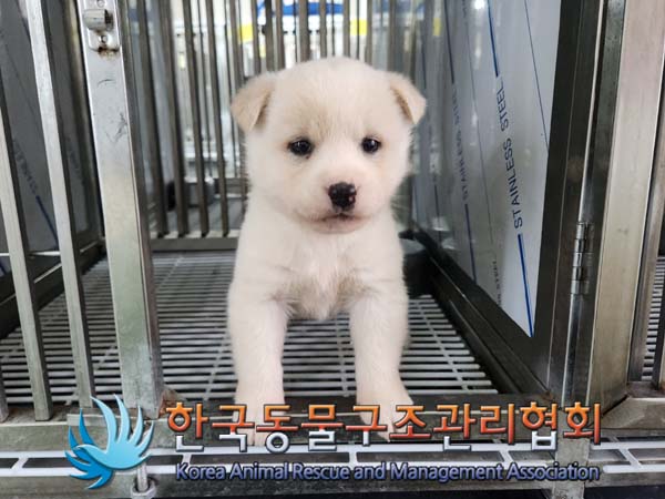 보호중 믹스견의 가…