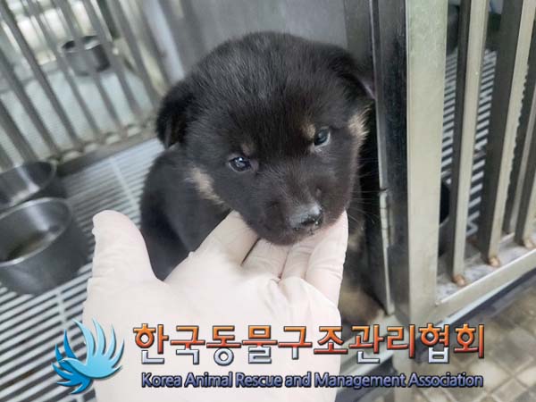 한국동물구조관리협회_441414202400101
