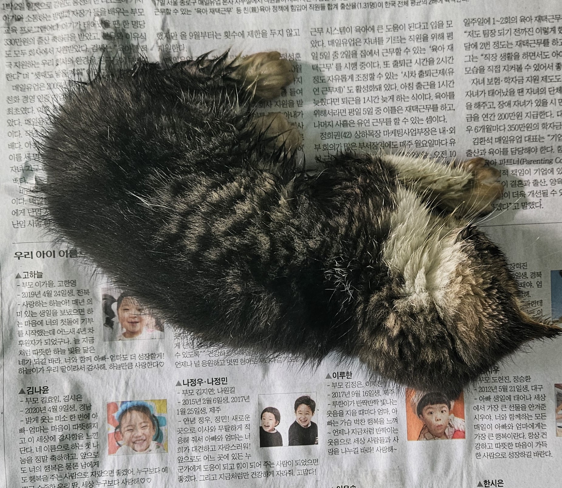대구유기동물보호협회_427344202400044