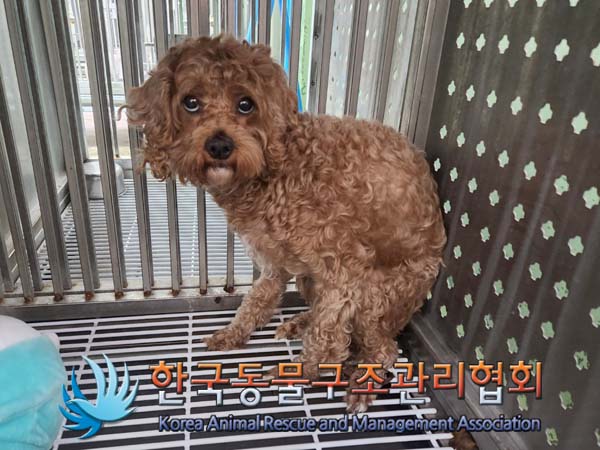 한국동물구조관리협회_441382202400139