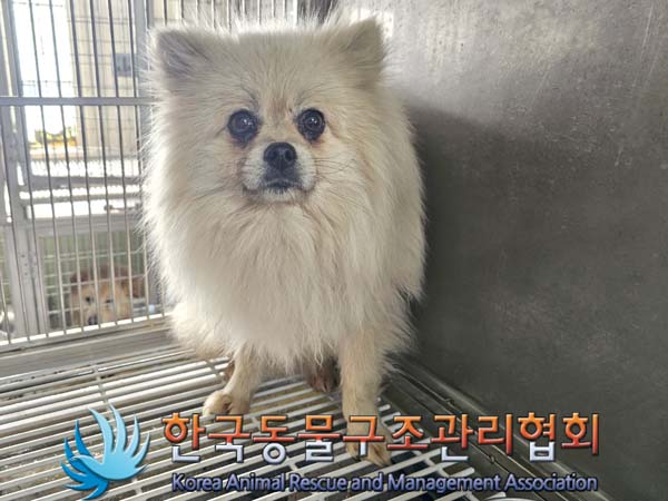 보호중 포메라니안의…