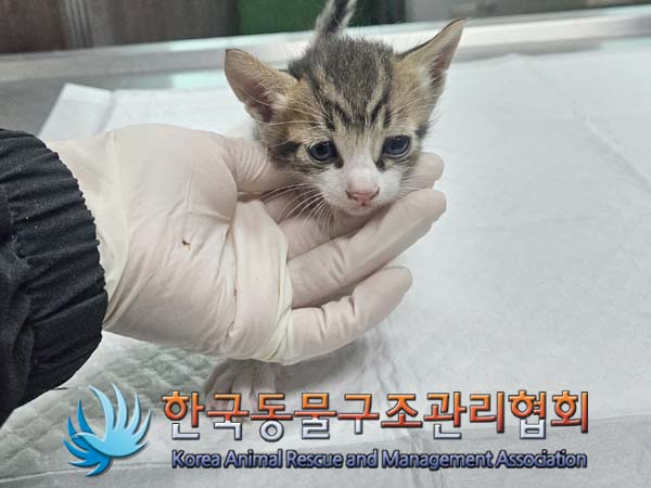 한국동물구조관리협회_441560202400202
