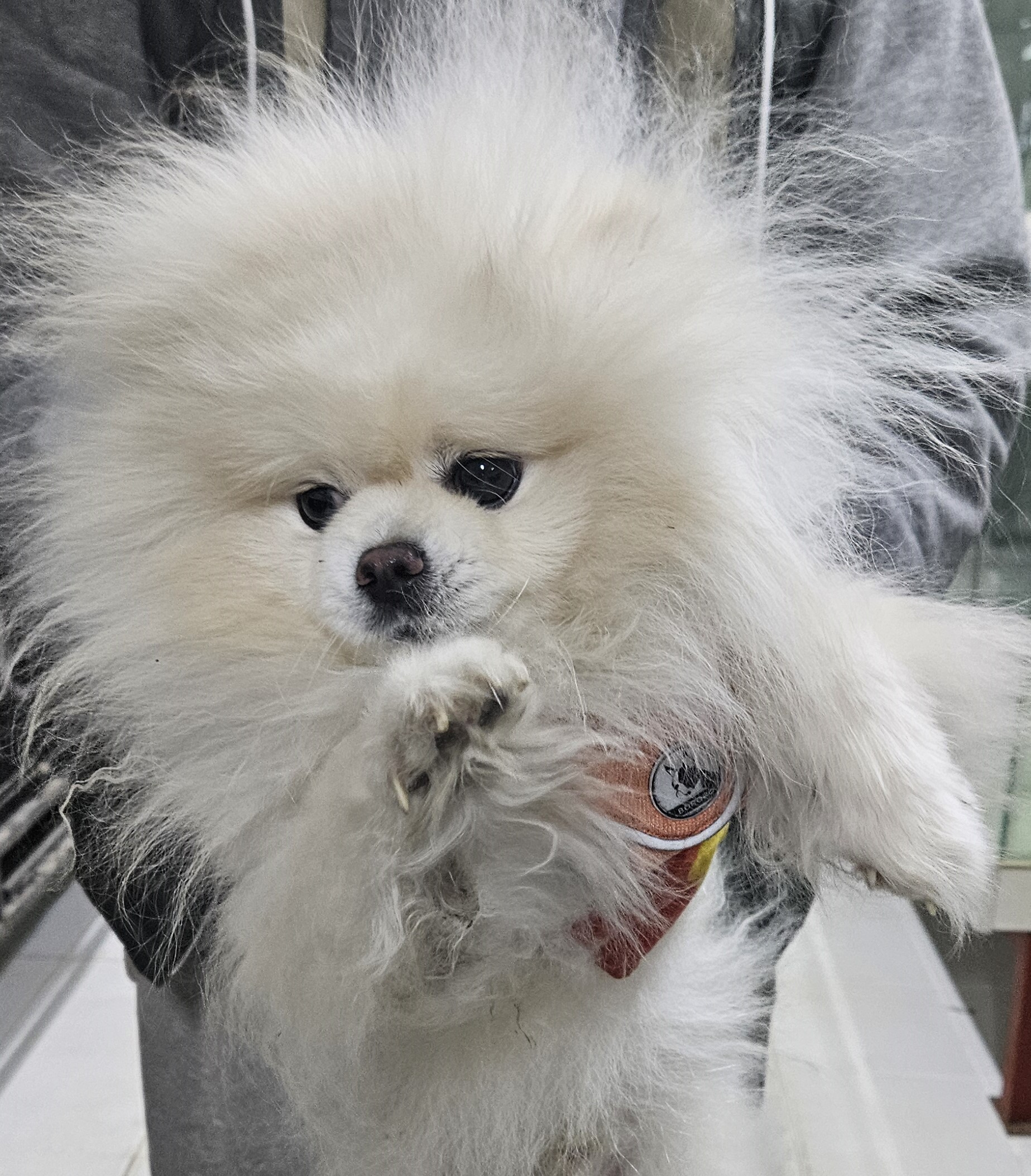 보호중 포메라니안의…