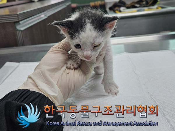 보호중 한국 고양이…