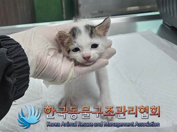 한국동물구조관리협회_441560202400204