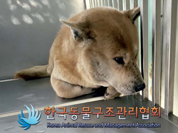 한국동물구조관리협회_441559202400133